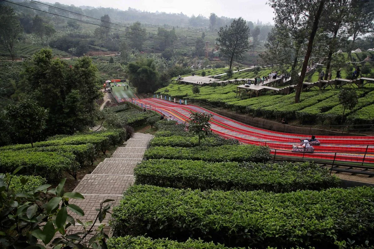 Kebun Teh Gunung Mas Puncak Bogor